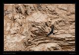 Ballestas Islands 043